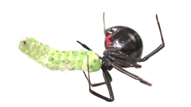 Black widow female eating green larva — Stock Video