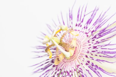 Stamen and pistil of passion flower close up clipart