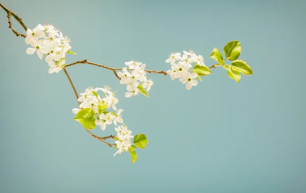 Na jaře kvetoucí větev v tlumených barvách — Stock fotografie