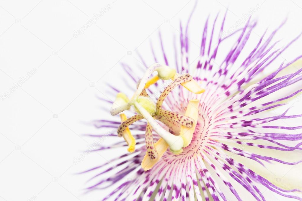 Stamen and pistil of passion flower close up