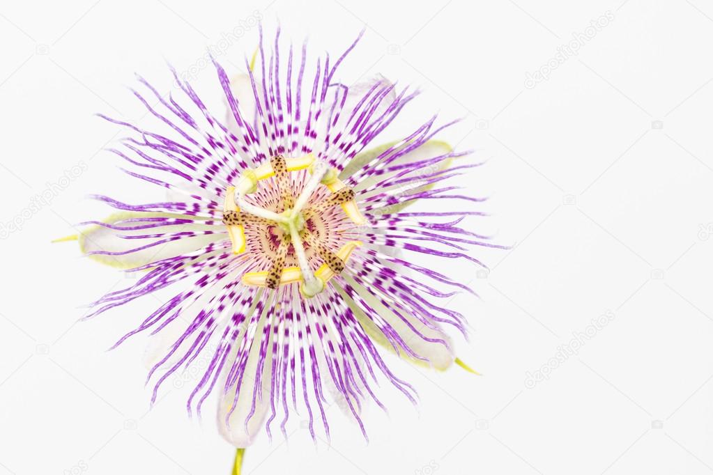 Purple passion flower close up