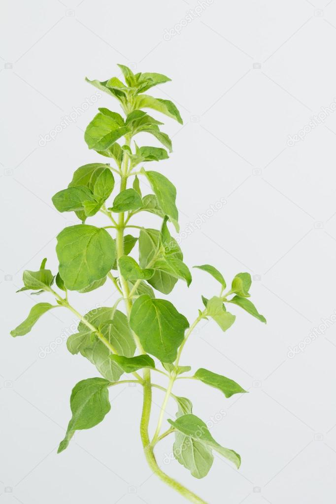 Fresh oregano herb plant