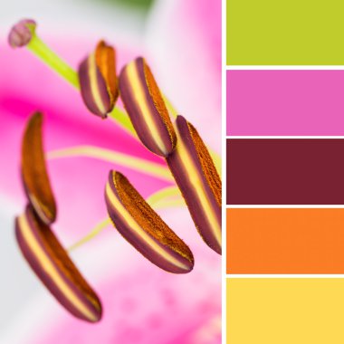 Lily nedir ve renk örnekleri