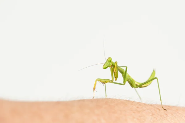 Amical prière mantis toilettage pied — Photo