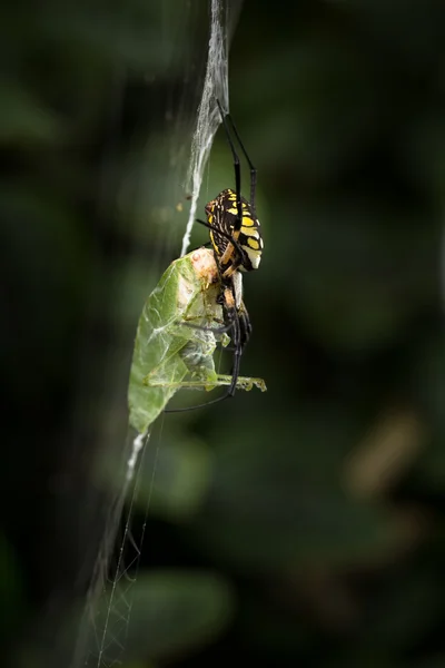 Yellow and black garden spider with food — Stock Photo, Image