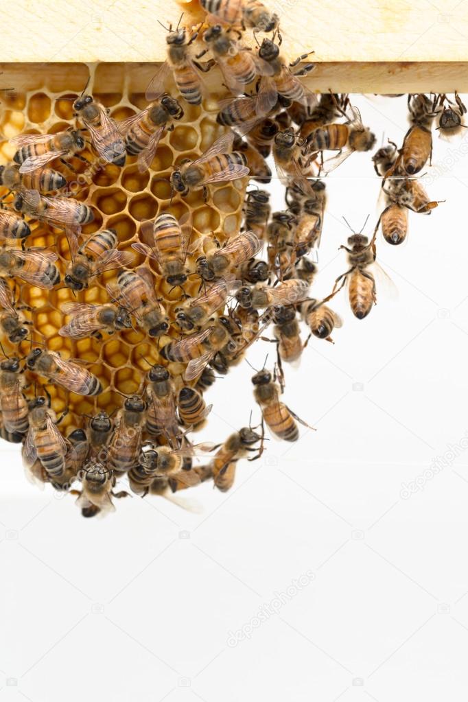 Honeybees dangling from wood frame