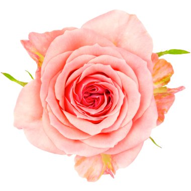 Pembe gül beyaz üzerine izole