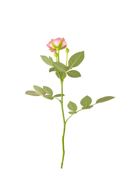 Spodní straně růžové zahrady růže s listy — Stock fotografie