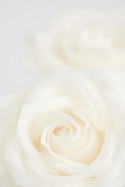 Ivory roses close up background — Stock Photo, Image