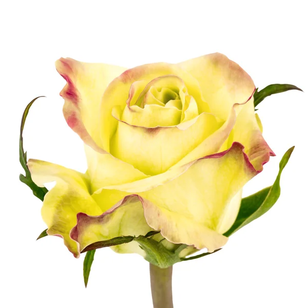 Bi-colored yellow and red rose isolated on white — Stock Photo, Image