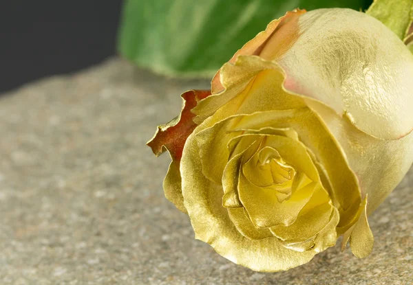 Zlata Malovaná růže květ — Stock fotografie
