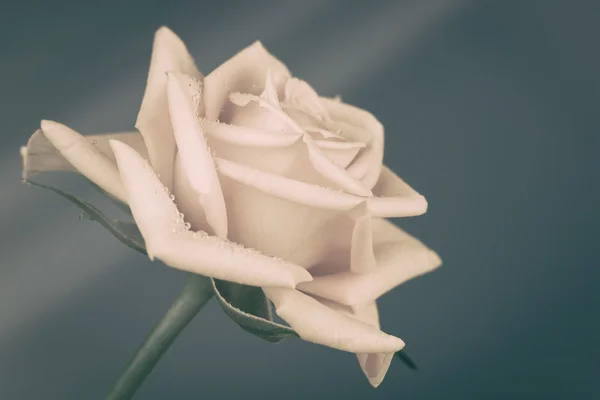 Růže s retro zpracování — Stock fotografie