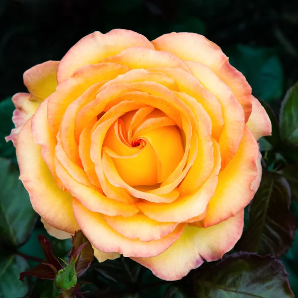 Желтая и красная двуцветная роза — стоковое фото