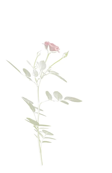 Vintage style rose on white — Stock Photo, Image