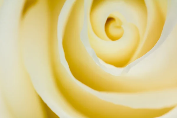 Macro background of yellow rose petals — Stock Photo, Image