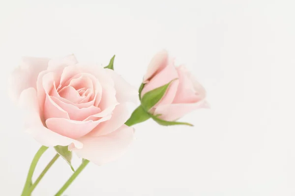 Pastellrosa Rosen — Stockfoto