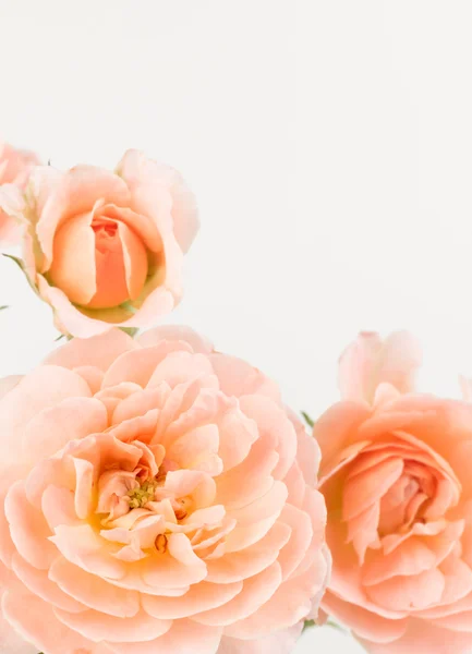 분홍색 오래 된 구식된 장미 — 스톡 사진