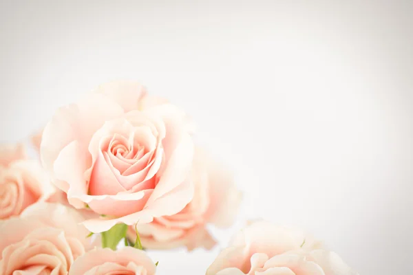 Peach rose cluster  with vignette — Stock Photo, Image