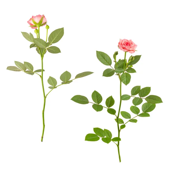 Ροζ τριαντάφυλλα με τους μίσχους σε λευκό — Φωτογραφία Αρχείου