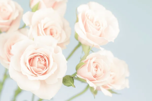 Rosas rosadas pastel con fondo azul, en colores apagados — Foto de Stock