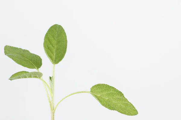 Fresh sage leaves and stem — Stock Photo, Image