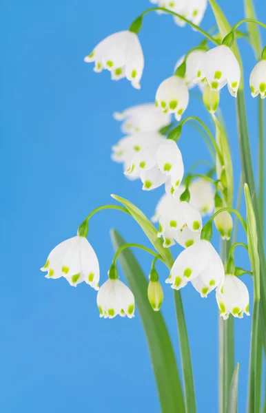 Cluster di Leucojum sp . — Foto Stock