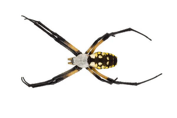 Female black and yellow garden spider on white — Stock Photo, Image