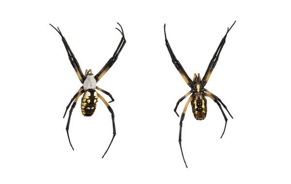 Female orb spider top and bottom on white