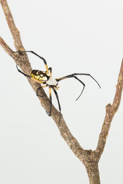 Vue de dessus d'araignée de jardin jaune et noir coloré sur la branche — Photo