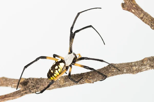 Siyah ve sarı örümcek yakın çekim — Stok fotoğraf