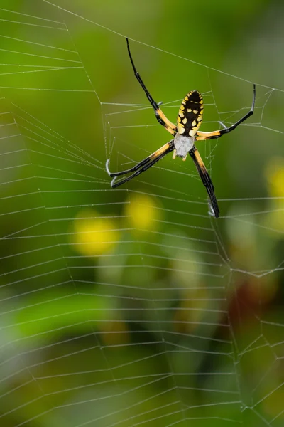 Araña negra y amarilla de cerca —  Fotos de Stock