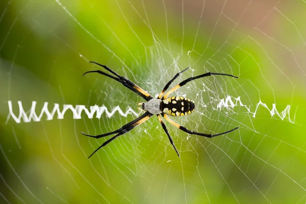 Close up of Argiope spider on web — Stock Photo, Image