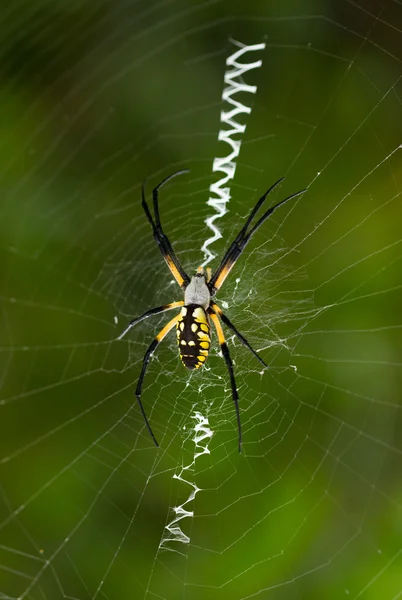 Araña de jardín tejedora de orbes — Foto de Stock
