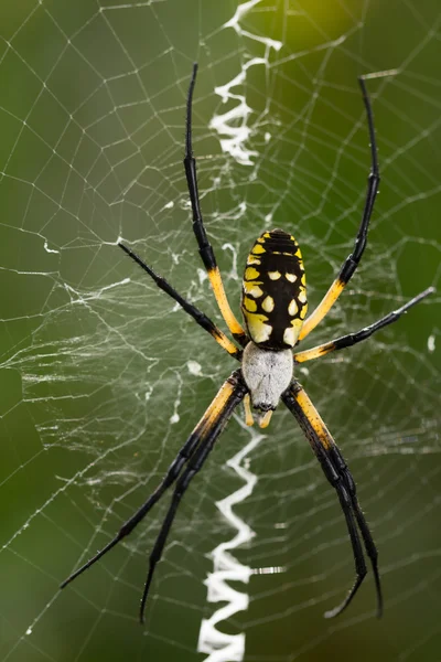 Araignée à fermeture éclair noir et or, une araignée de jardin inoffensive commune — Photo
