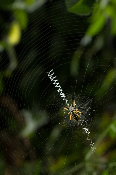 Araña grande en la web del orbe con stabilimntum — Foto de Stock