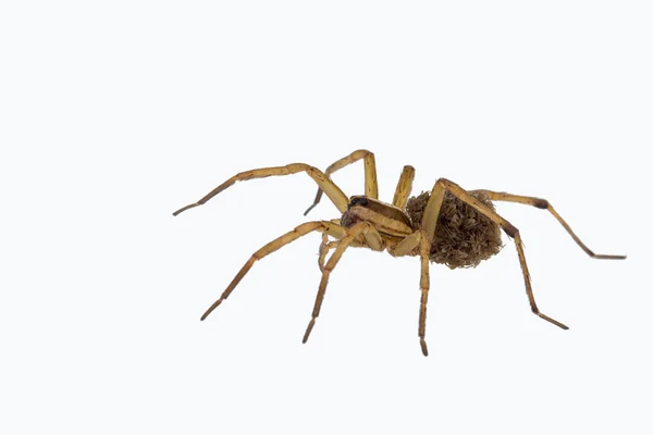 Female wolf spider carrying young — Stock Photo, Image