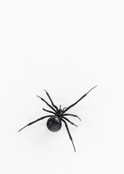 Black widow spider close up — Stock Photo, Image