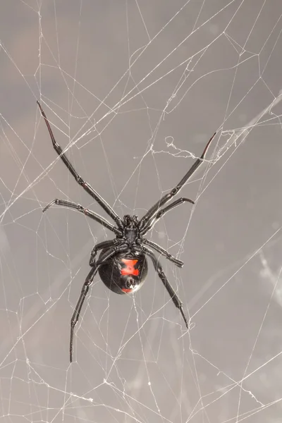 Női déli Fekete özvegy pók — Stock Fotó