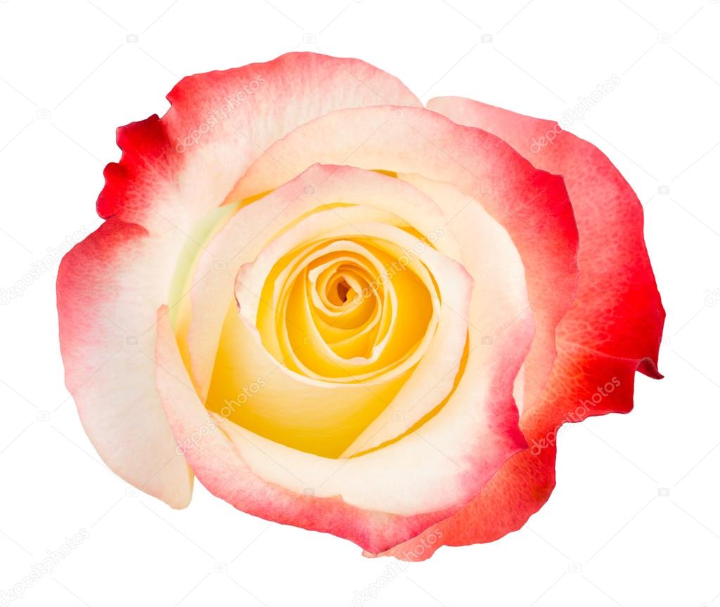 Bicolored isolated rose on white