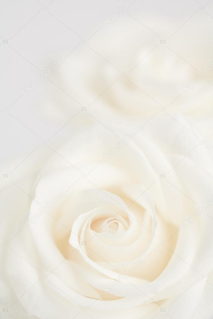Ivory roses close up background