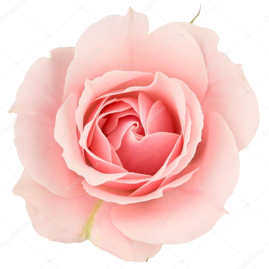 Pink rose close up, isolated on white.