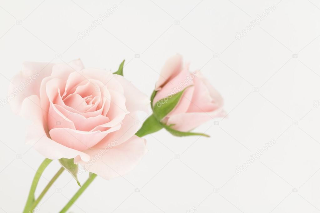 Pastel pink roses