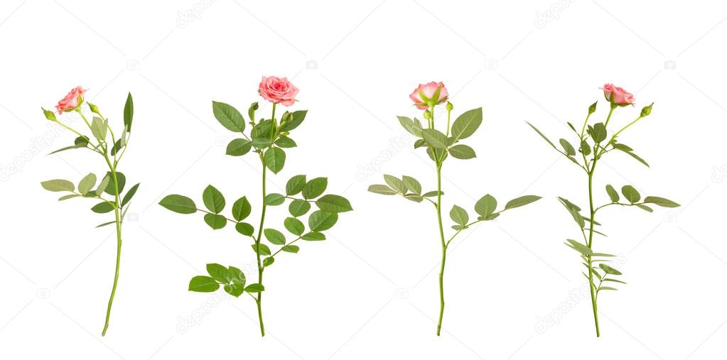 Pink garden roses series on white