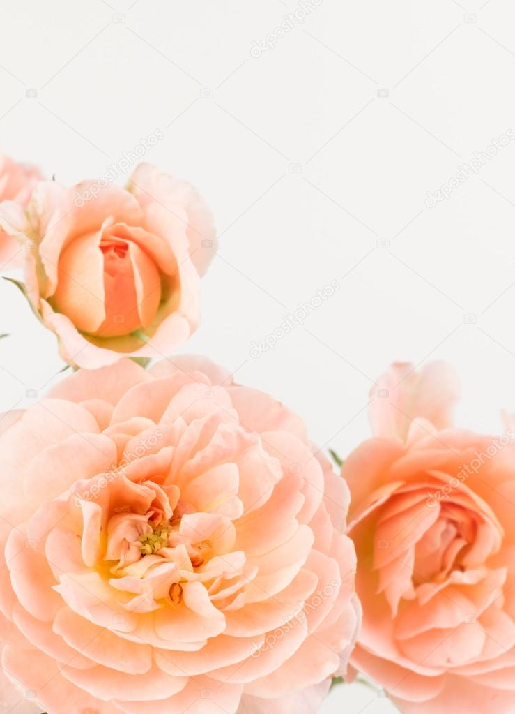 Pink old fashioned roses
