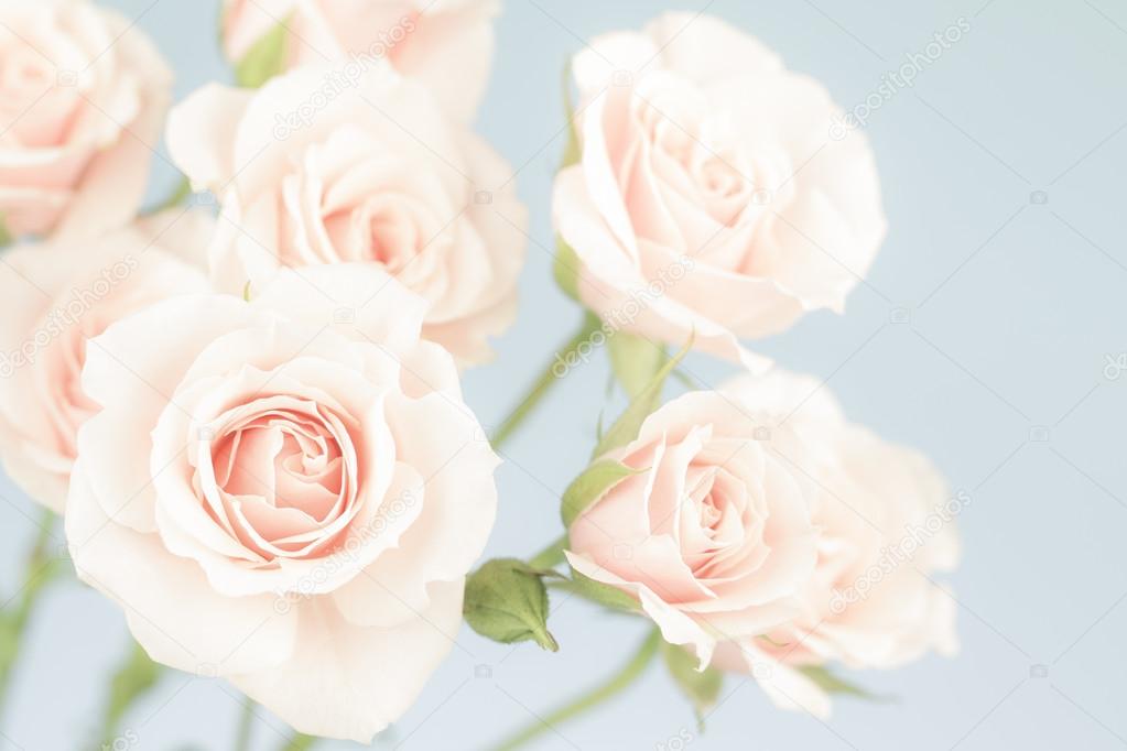 Pastel pink roses with  blue background, in muted colors