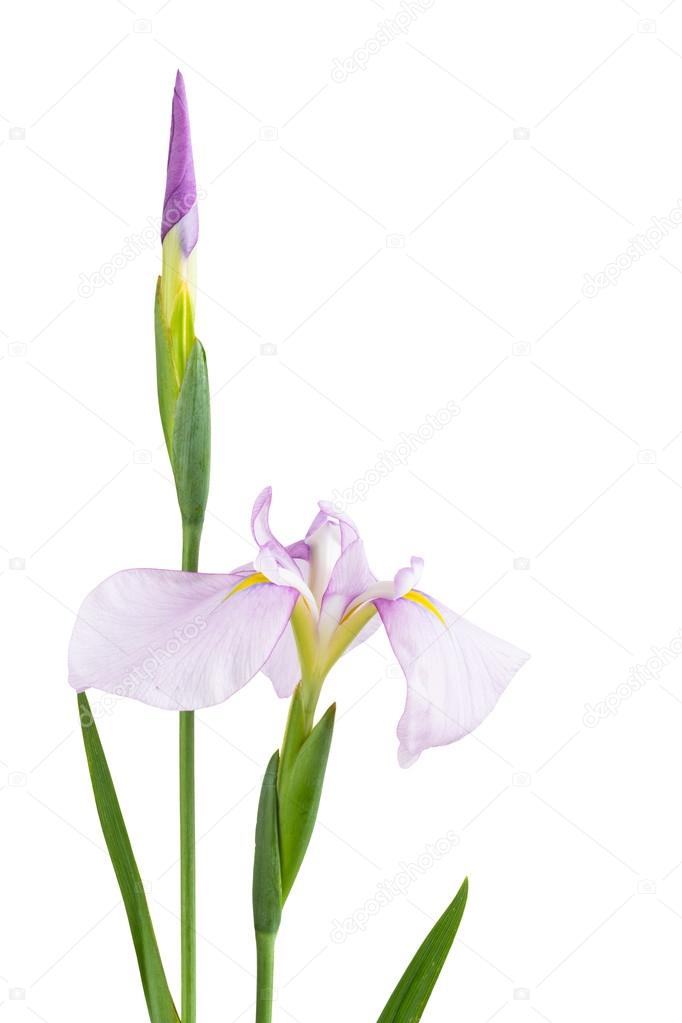 Siberian iris flower and bud