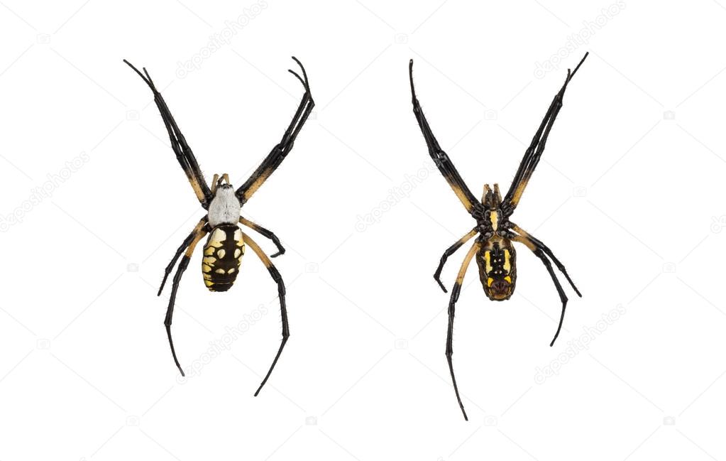Female orb spider top and bottom on white