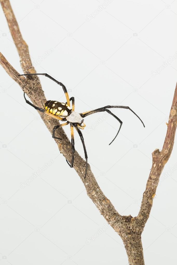 Top view of colorful yellow and black garden spider on branch