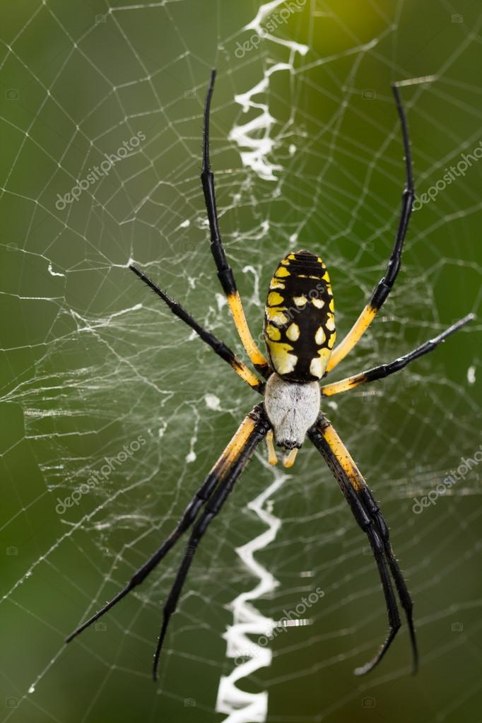 Pmages Garden Spiders Black And Gold Zipper Spider A Common