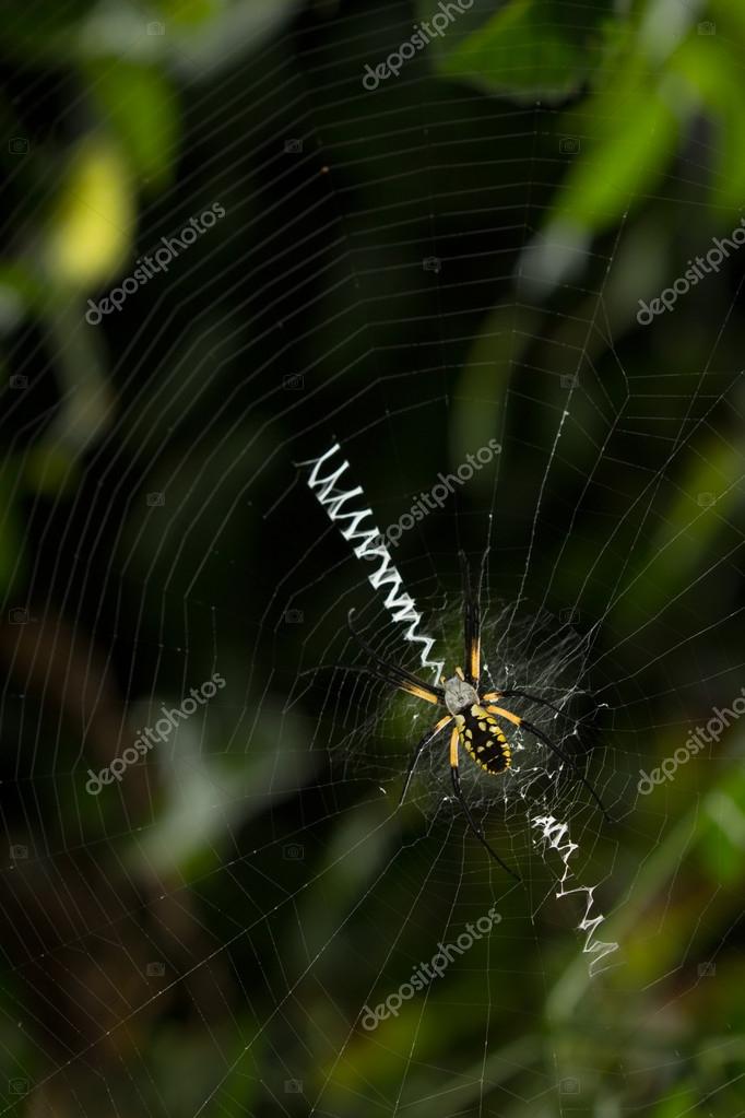 Large Spider On Orb Web With Stabilimntum Stock Photo